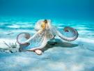 Descubren un diminuto pulpo azul del tamaño de una pelota de golf en las islas Galápagos: "Nunca había visto nada igual"