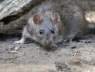 Un experto zoólogo advierte que en la Patagonia está cambiando y crece "el riesgo de una epidemia por hantavirus"