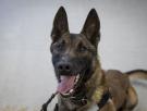 ⁠Ya lleva medio millón incautado: Pompa, la perra estrella de la Guardia Civil que ha destapado 195.000 euros en un control en Albacete