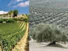 Un agricultor explica qué es más rentable, una viña o un olivar, y la respuesta es contundente: "Siempre y cuando lo vendamos directamente"