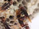 Entomólogos descubren por qué hay colmenas que no colapsan cuando muere la reina: hay avispas 'burócratas' que se encargan del día a día