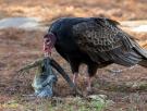 La ciencia documenta casos de buitres comiéndose los huevos de una serpiente pitón invasora en Florida: ahora son la gran esperanza del ecosistema
