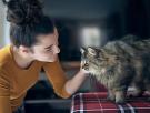Nicole, etóloga felina: "Si ves todas estas señales en tu gato no tienes que forzarlo o acariciarlo, solo acompañarlo con calma"