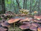 El ser vivo más grande del planeta no es una ballena ni un árbol, sino un hongo de 9 kilómetros cuadrados que vive bajo un bosque de Oregón