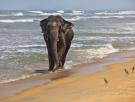 Un niño de 11 años pasea por una playa y encuentra por casualidad el molar de un pariente extinto del elefante que vivió hace 1,8 millones de años