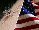 Diez soldados en círculo, 100 mosquitos y 40 picaduras: así probó el Ejército de EEUU si los insectos servían como arma