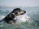 Un perro nada casi 800 metros mar adentro tras caer de unas rocas y lo acaban rescatando en una moto de agua en plena marejada