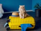 Vacaciones ¿con o sin? mascotas: cómo evitar la ansiedad del viaje, buscar un cuidador para el gato o elegir la mejor residencia