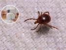 Poca gente lo sabe, pero la cámara del móvil tiene un detector de garrapatas que puede salvarte de un susto