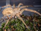Puede atravesar la piel humana y ya está en toda Alemania: la 'araña Nosferatu', de origen mediterráneo y habitual en España, avanza hacia el norte