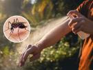 La paradoja de soltar mosquitos para acabar con los mosquitos: China lo hace con depredadores y Elche con 2,4 millones de machos estériles