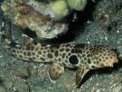 Un tiburón capaz de caminar fuera del agua resulta ser una especie nueva: vive sólo en Papúa Nueva Guinea y ya es de los más amenazados del planeta