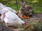 Louis, adolescente de 15 años que cría aves de corral, quiere salvar las razas antiguas de gallinas y conejos de su tierra: "Me gustaría crear mi propia estirpe"