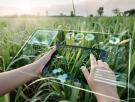 El 40% de las plantas estudiadas está en riesgo de extinción y 100.000 ni siquiera tienen nombre: la IA acelera ahora la carrera por salvarlas