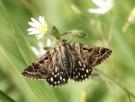 Así estamos cambiando el olor del planeta: en las zonas más contaminadas, una polilla detecta una flor a solo una cuarta parte de la distancia de antes