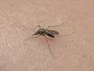 No las tires, úsalas en el balcón y en el jardín para mantener alejados a los mosquitos