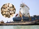El estrecho de Ormuz se ha reabierto, pero ha aparecido un nuevo enemigo para los barcos: las conchas marinas