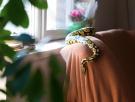 6 señales inesperadas de que una serpiente se esconde en tu casa