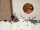 "No paramos de pasar la aspiradora, pero vuelven sin cesar": una hormiga invasora que resiste a los insecticidas coloniza casas enteras en pueblos franceses