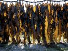 Un alga que crece sin tierra de cultivo ni agua dulce y que es ignífuga: la materia prima con la que Europa quiere reducir su dependencia de los plásticos fósiles