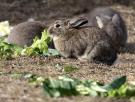 Una plaga de conejos está arruinando los cítricos y obliga a los agricultores a gastar hasta 1.380 euros por hectárea en protegerse
