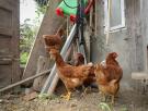 Javier José, 20 años, empezó con 50 gallinas y hoy produce 1.200 huevos diarios: "Gallinas felices, huevos de calidad"