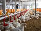 2,5 millones de aves muertas en plena ola de calor: el pollo diseñado para dar carne barata es el peor preparado para el calentamiento del planeta