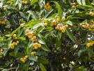 Estas son las cinco especies de árboles que más ayudan a combatir el calor en las ciudades