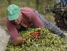 La nueva amenaza para el aceite de oliva español llega de las antípodas y enciende la alarma en la UE: "Es un mercado estratégico e importante"