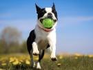 Los perros no ven en blanco y negro: esto es lo que tu perro ve realmente cuando le lanzas la pelota