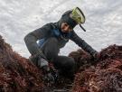 Las llaman "flores de piedra" y de ellas sale el agar-agar: así trabajan las últimas recolectoras de algas de un pueblo de Taiwán