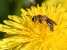 Un estudio revela que las abejas no son mini-robots: sienten placer y rechazo, y eso reabre el debate ético sobre los insectos