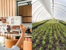Un arquitecto de interiores de lujo lo dejó todo para cultivar en un invernadero: "Un cliente me pidió que le diseñara un jardín con manzanos… pero sin manzanas"