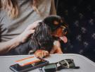 Renfe permitirá viajar con perros de hasta 40 kilos en todos sus trenes: estos son los requisitos