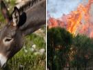 Ni hidroaviones ni cortafuegos con maquinaria: los pueblos españoles que confían la prevención de incendios a burros con GPS que caminan 19 kilómetros al día