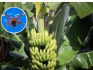 Drones que cargan 100 kilos de plátanos: la isla rival de Canarias prueba cómo salvar las fincas a las que ya no se puede llegar