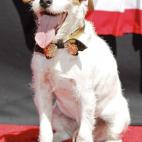Uggie es toda una estrella y sabe posar para los fotógrafos