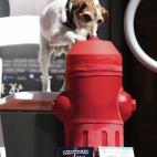 Uggie es un perro despierto y vivaz, no pierde la ocasión de cotillear lo que hay a su alrededor