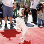 Uggie agradece la asistencia de los medios con unos ladridos