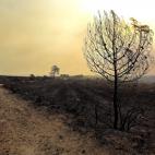 Aspecto que presentaba el monte tras el incendio.