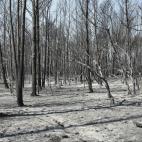 Estado en que ha quedado el monte en la localidad gerundense de Terrades