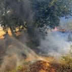 El incendio avanza con mucha intensidad debido al fuerte viento de tramontana que sopla en la zona