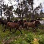 Un grupo de caballos, poco antes de la celebración.