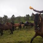 Un grupo de caballos, durante la celebración.
