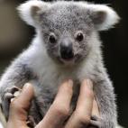 5c8ac7752500001304c9a18a