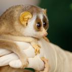 5c8ac7752300005300e727e0