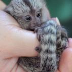 Su madre tuvo tres crías hace días en el zoo de Eberswalde (Alemania). A la tercera no la podía alimentar, así que son los cuidadores los que les suministran alimento.