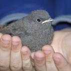 5c8ac77820000045046fbb4d