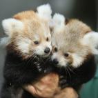 5c8ac7782400000a05a3ac0b