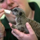 5c8ac77a240000f7054c706e